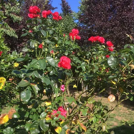 Bed & Breakfast Tatiana Buirette Samer
